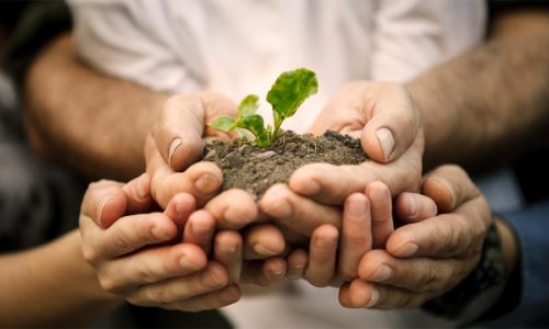 Hands-of-farmers-family-holdin-sapling-500x300